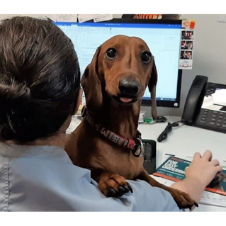 Specialist Referrals