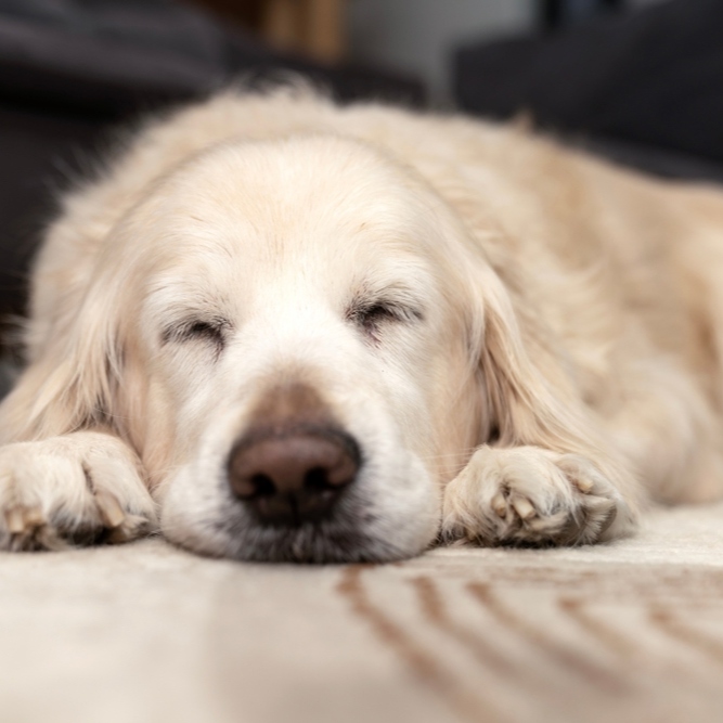 Diseases of the Nose in Dogs