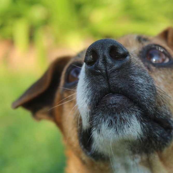Nasal Tumours in Dogs and Cats