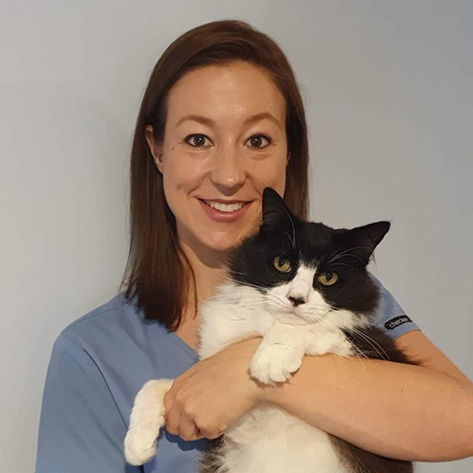 Emergency Vet Canberra Specialty Services Animal Referral Hospital