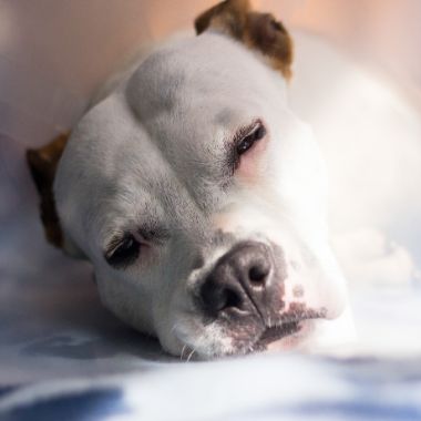 Anaesthesia for Dogs, Cats and Pets | AREN