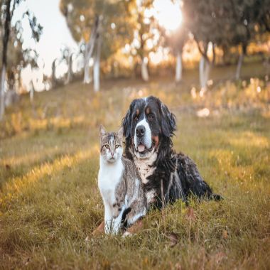 Are Your Pets Part Of Your Bushfire Survival Plan? | AREN