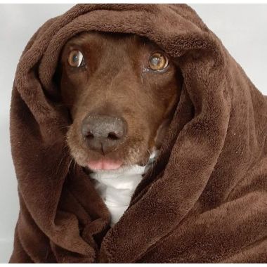 Winter Pet Problems | Animal Referral & Emergency Network