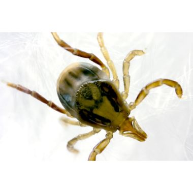 Ticks on Dogs & Cats: Identification, Removal & Prevention