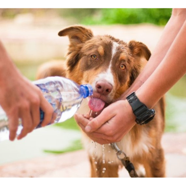 Heat Stroke in Dogs & Cats: Symptoms, First Aid & Treatment