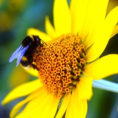 What To Do If Your Dog Is Stung by A Bee: Symptoms & Treatment