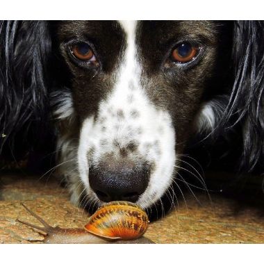 Garden Snails & Slugs Pose Life-Threatening Risks To Dogs & Humans