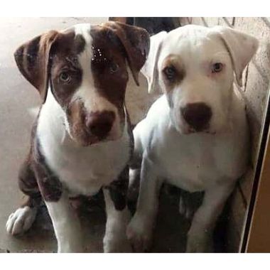 Hookworm & Your Puppy