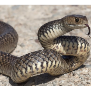 How To Handle A Pet Snake Bite Emergency