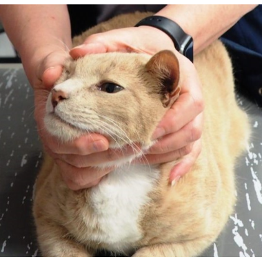 Is Your Pet At Risk Of Developing Skin Cancer?