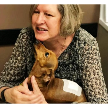 IVDD Through The Eyes Of A Dachshund Crusader