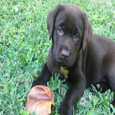 Kidney Disease - The Symptoms, Diagnosis & Treatment