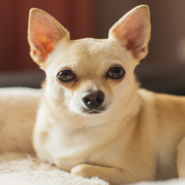 Little Roxy Surviving A Dog Attack