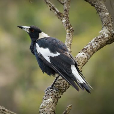 Magpie Fledglings