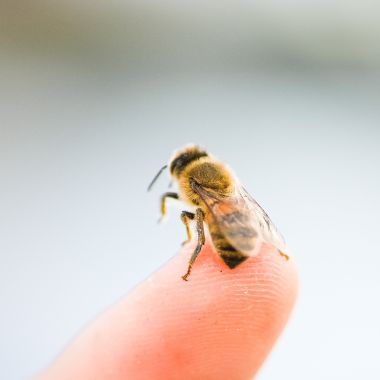 Learn about diagnosis and treatment for dogs stung by bees through the case study of a border terrier. Learn more about what to do if your dog is stung by a bee.