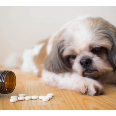 Top Human Medications Vitamins & Oils Poisonous To Pets