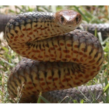 Protecting Your Pet From Snakes