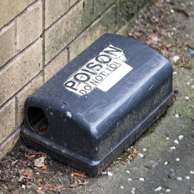 Rat Bait Poisoning in Dogs