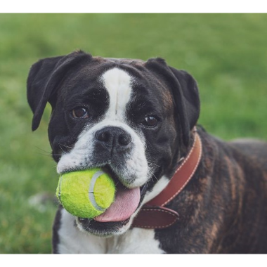 Rubber Balls & Your Dog