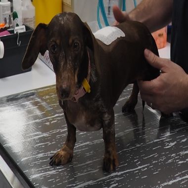 Spinal Disease In Dogs - The Uncommon Facts