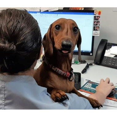 Take Your Dog To Work It's Good For Your Health