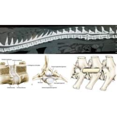 Thoracolumbar Intervertebral Disc Disease In Dogs