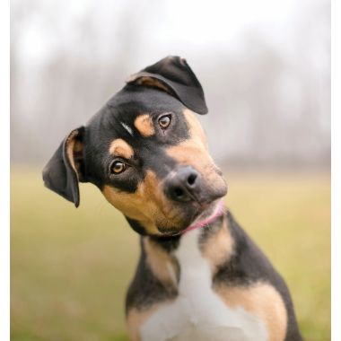 Vestibular Disease in Dogs | Animal Referral & Emergency Network