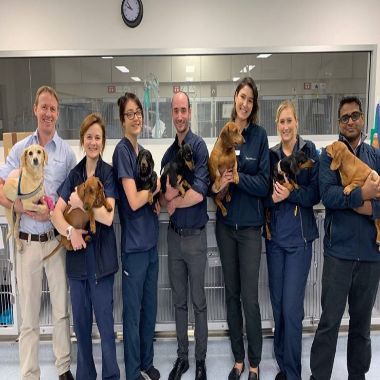 What is IVDD & What To Do About It