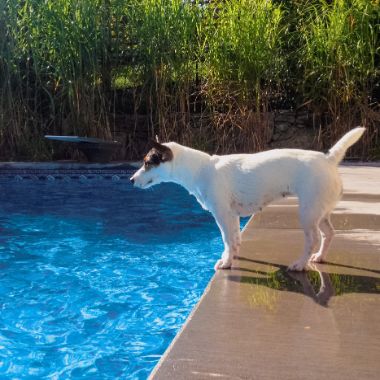 Zorro The Dog Who Survived Drowning