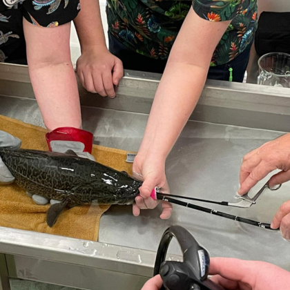 A Fishy Situation: Murray Cod Saved by Endoscopy 