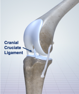 Cranial Cruciate Ligament Rupture & Treatment