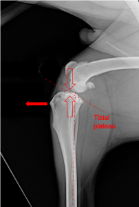 Treatment: TPLO