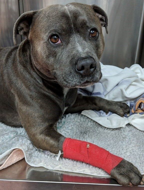 Endoscopic Foreign Body Removal