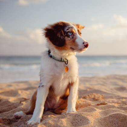 Skin Cancer In Dogs & Cats - Signs, Symptoms & Treatments