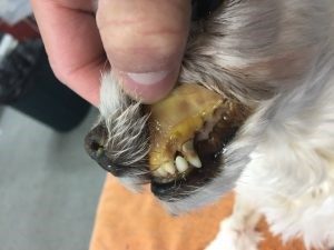 imha-a-common-cause-of-anemia-in-dogs