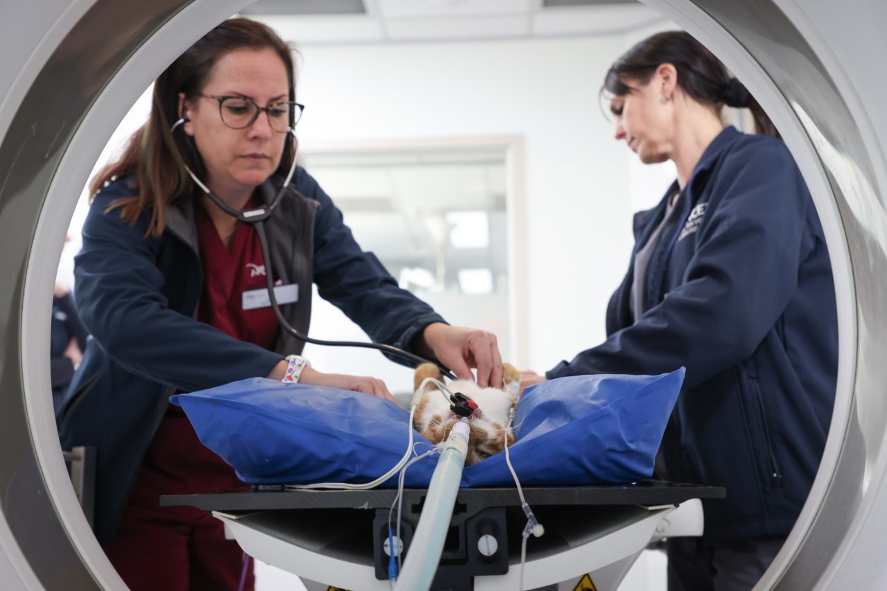 Diagnostic Imaging for Pets 01